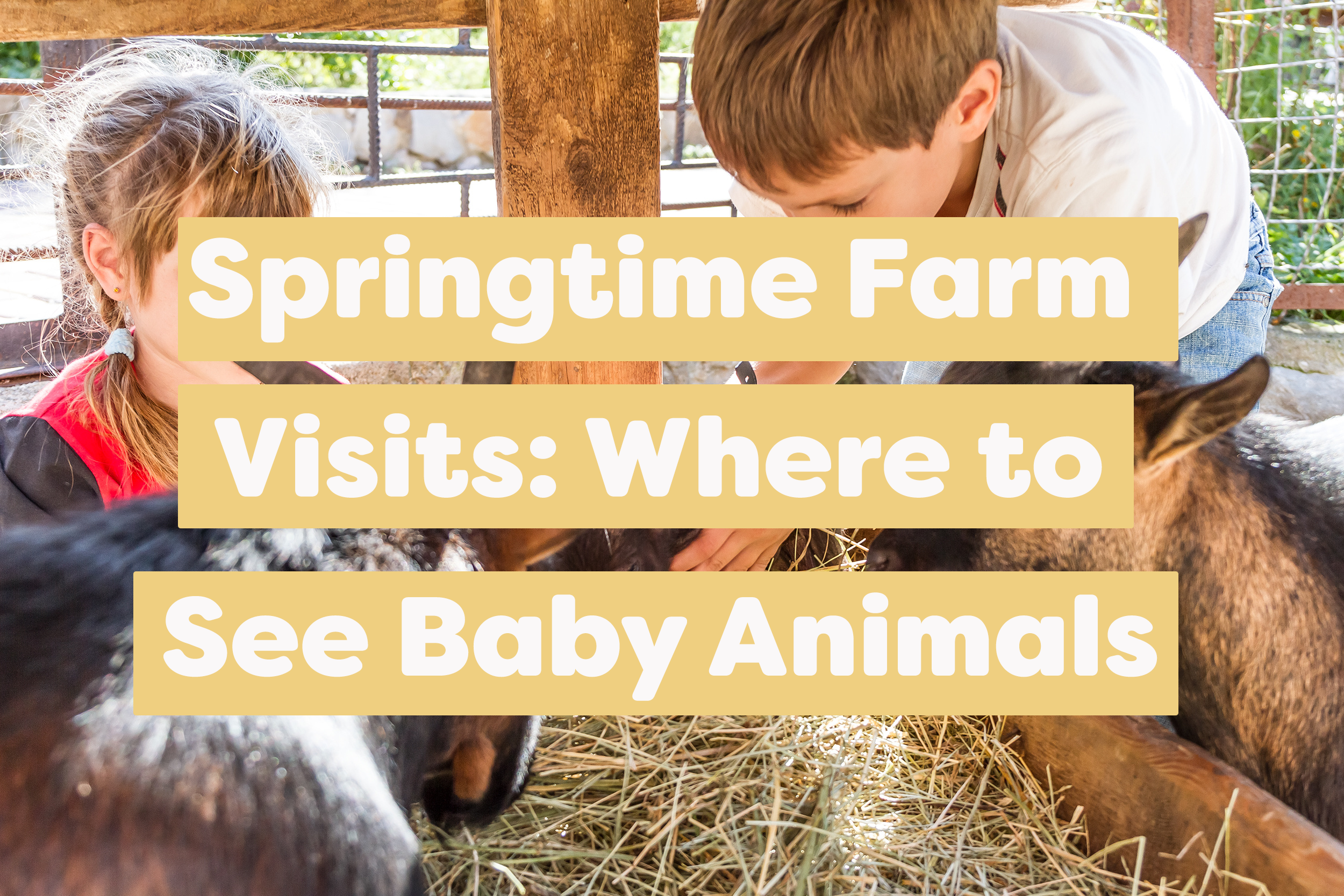 Springtime Farm Visits: Where to See Baby Animals